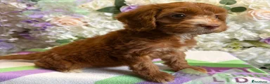 Cockapoo 8