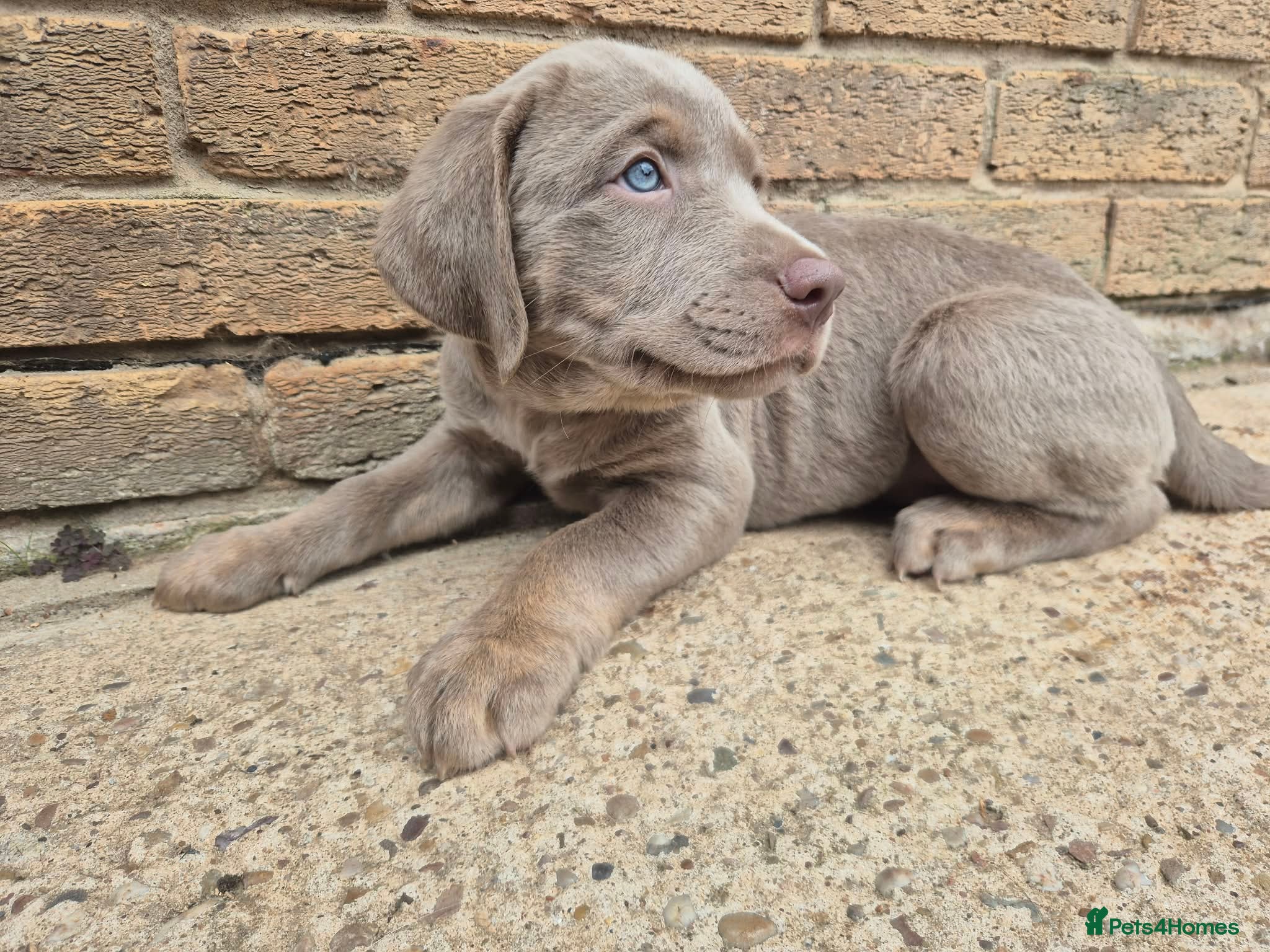 Labrador Retriever dogs Kc registered silver labrador last boy!!  - Advert 9