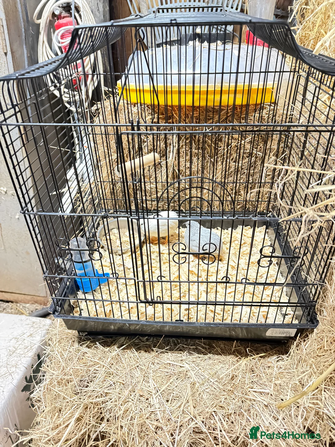 Quail poultry for sale: Pair painted quail with cage  - Advert 2