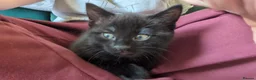 Mixed Breed cats for sale: Kittens - Advert 7