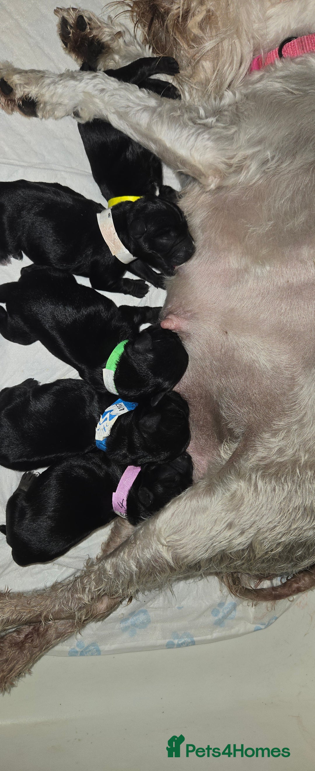 Miniature Schnauzer dogs for sale: Stunning KC Reg Mini Schnauzer - Image 5