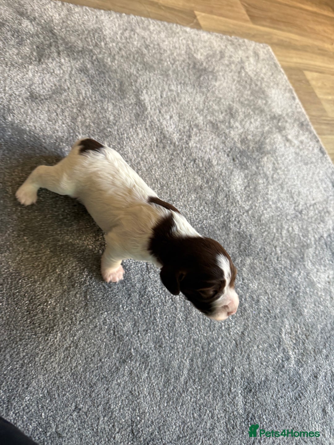 Sprocker dogs for sale: Exceptional F1B Sprocker Puppies - Advert 8