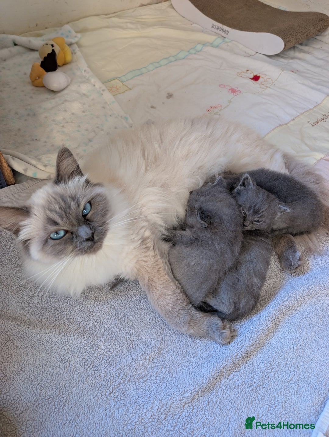Mixed Breed cats for sale: Ragdoll X British short hair kittens  - Advert 2