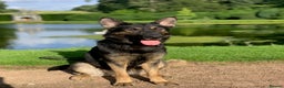 German Shepherd dogs for sale: KC Registered Working Line German Shepherd Puppies - Advert 2