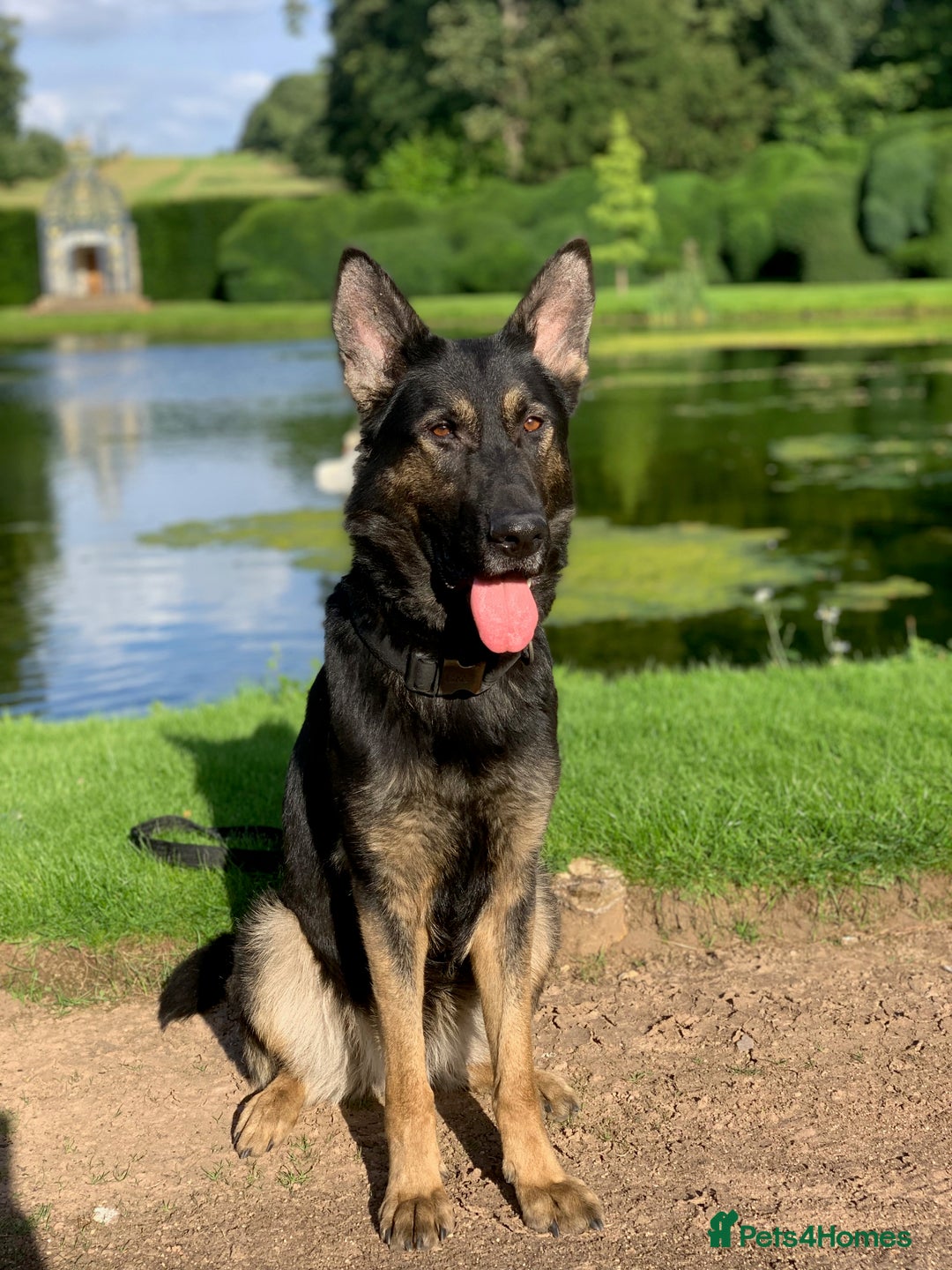 German Shepherd dogs for sale: KC Registered Working Line German Shepherd Puppies - Advert 2