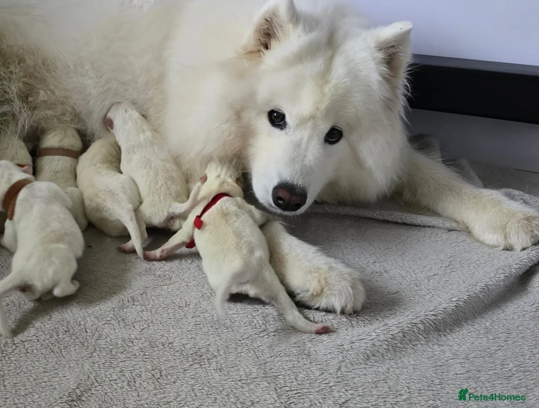 Samoyed dogs for stud: Purebred KC Registered SAMOYED Stud for Breeding  in Reading - Advert 29