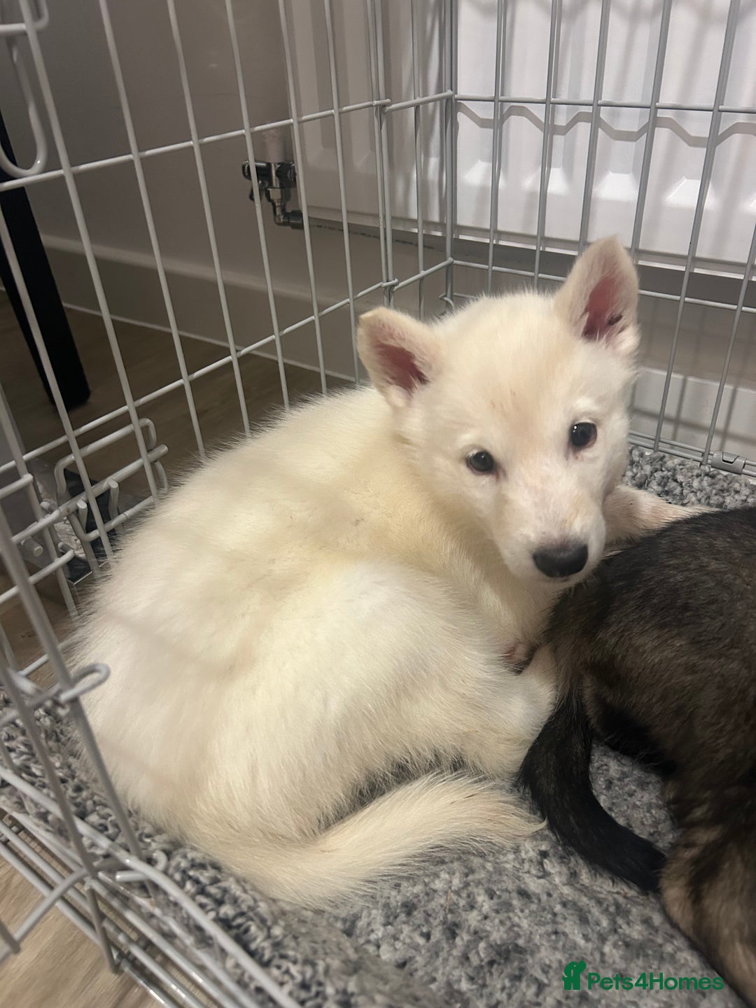 Siberian Husky dogs for sale: 3 x Siberian husky puppies  - Image 6