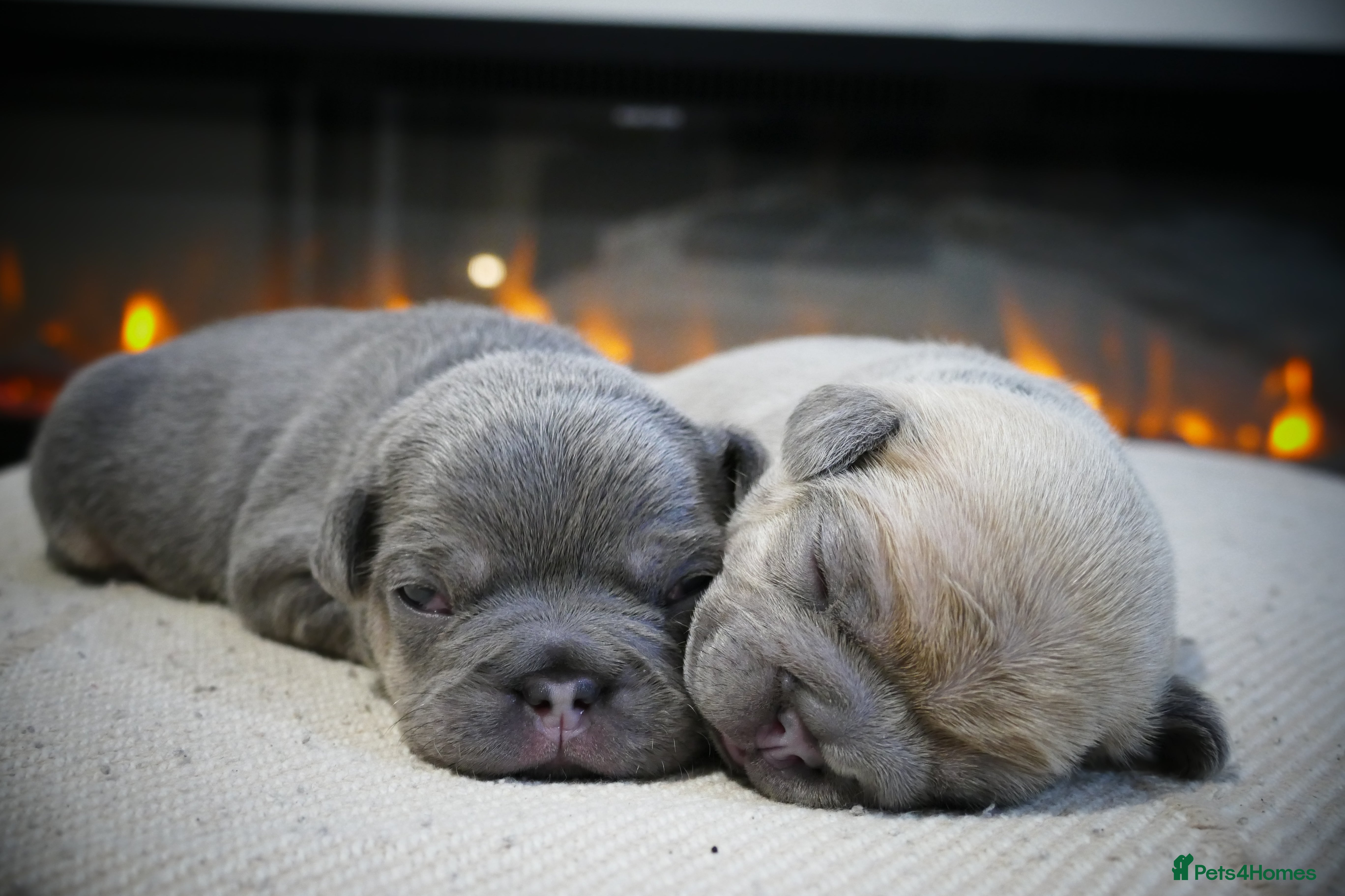 French Bulldog dogs 🔥 Exceptional Quality Puppies 🔥 - Advert 4