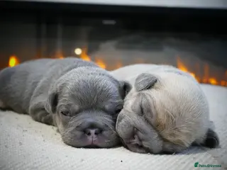 French Bulldog dogs 🔥 Exceptional Quality Puppies 🔥 - Advert 4