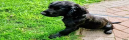 Cocker Spaniel dogs for sale: KC Registered working cocker spaniel male - Advert 5