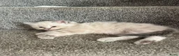 Ragdoll cats for sale: TICA registered pedigree Ragdoll kittens - Advert 15