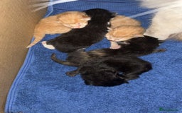 Mixed Breed cats for sale: Beautiful Kittens  - Image 13