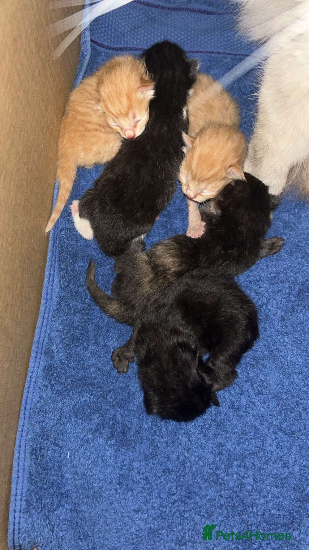Mixed Breed cats for sale: Beautiful Kittens  - Image 13