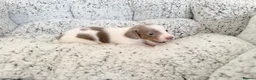 Miniature Dachshund dogs for sale: KC short haired and long haired puppies  - Advert 4