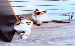 Ragdoll cats for sale: Last lovely ragdoll girl is waiting for U - Image 14