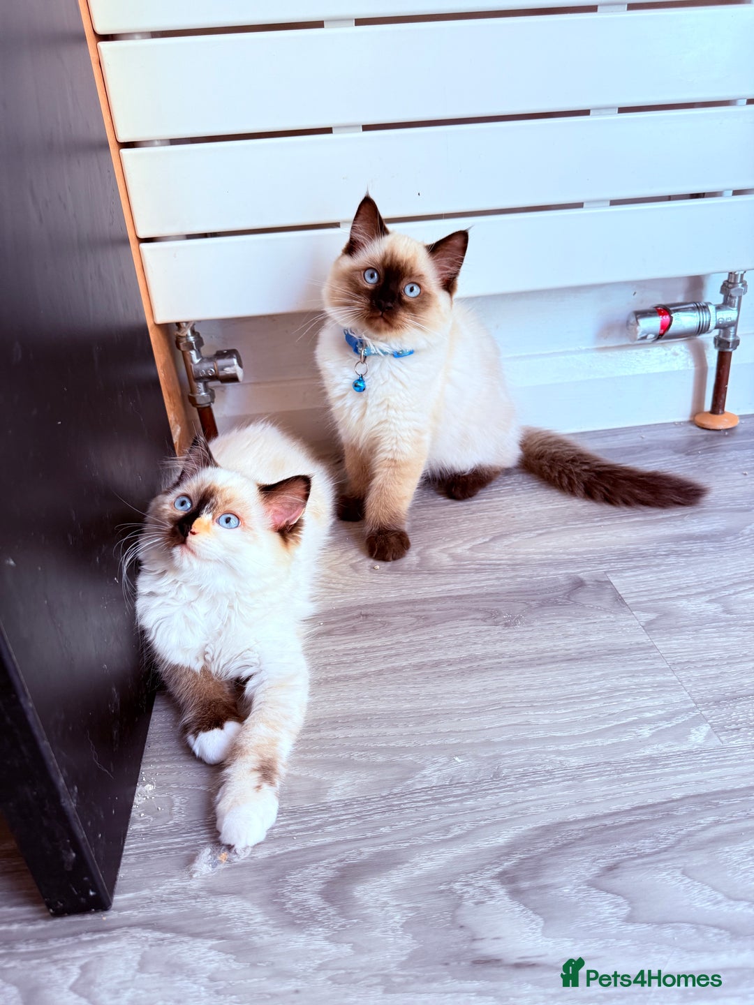 Ragdoll cats for sale: Last lovely ragdoll girl is waiting for U - Image 14