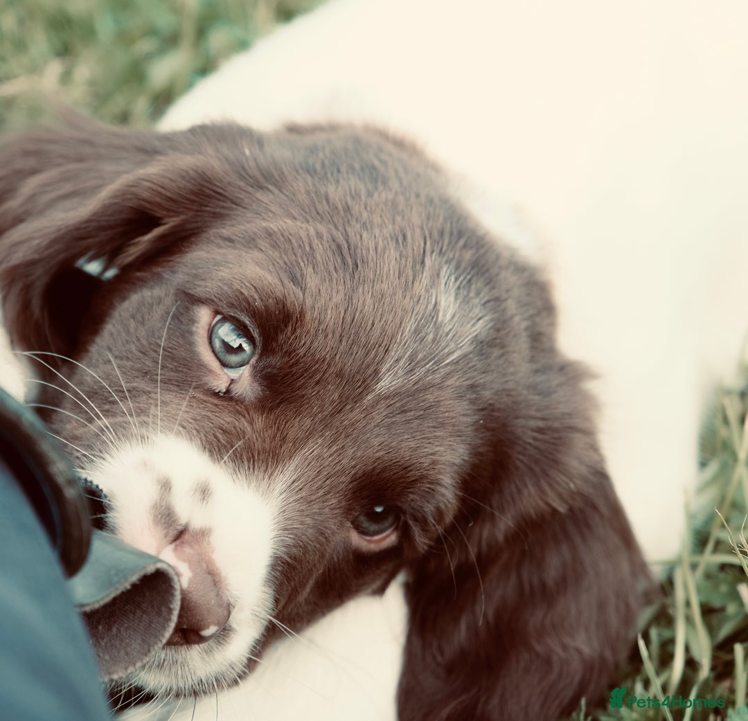 English Springer Spaniel dogs for sale: Puppy (male) KC ESS with titled parents FTW x FTAW - Image 3