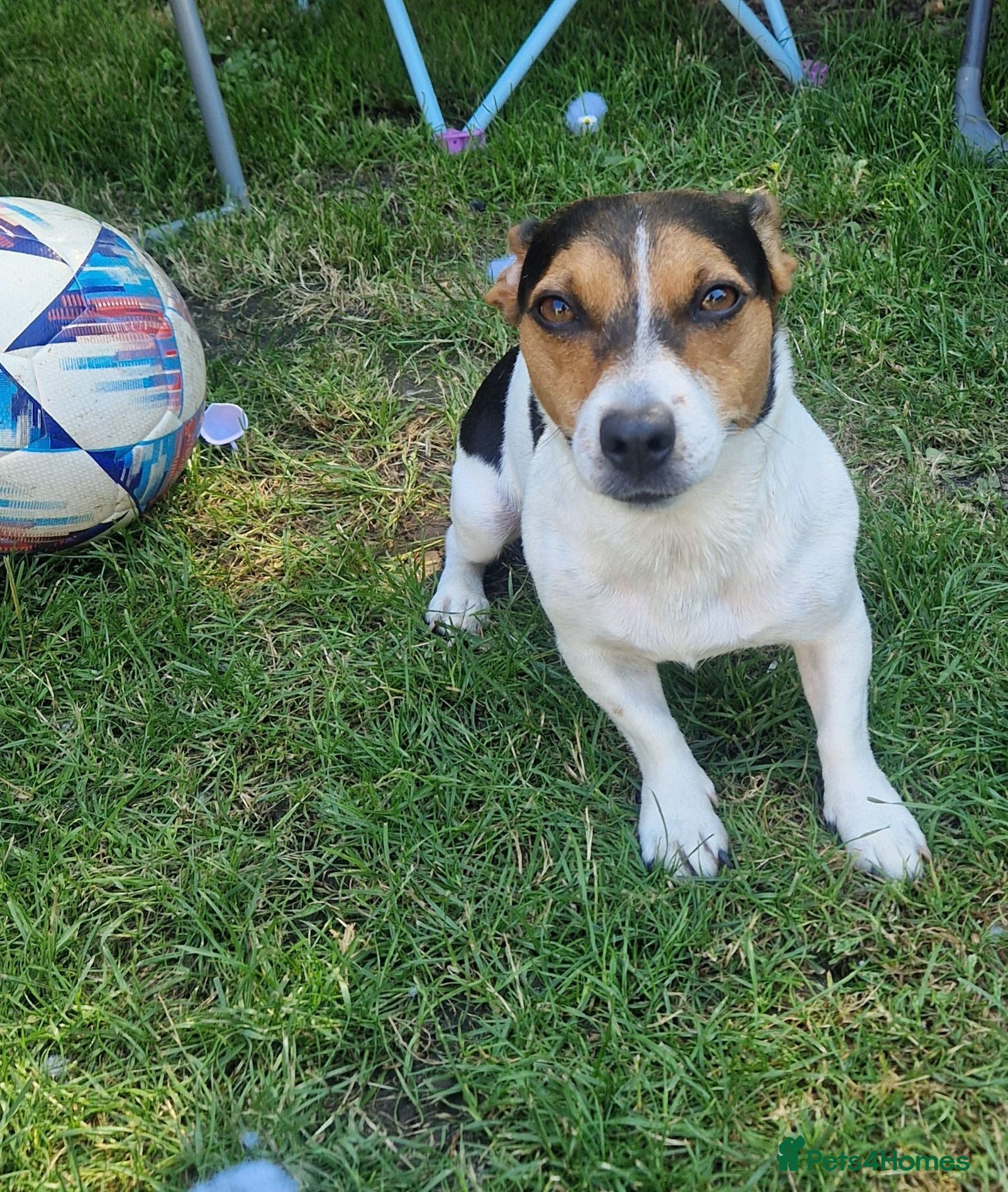 Jack Russell dogs Female jack russel looking for stud boy - Advert 1