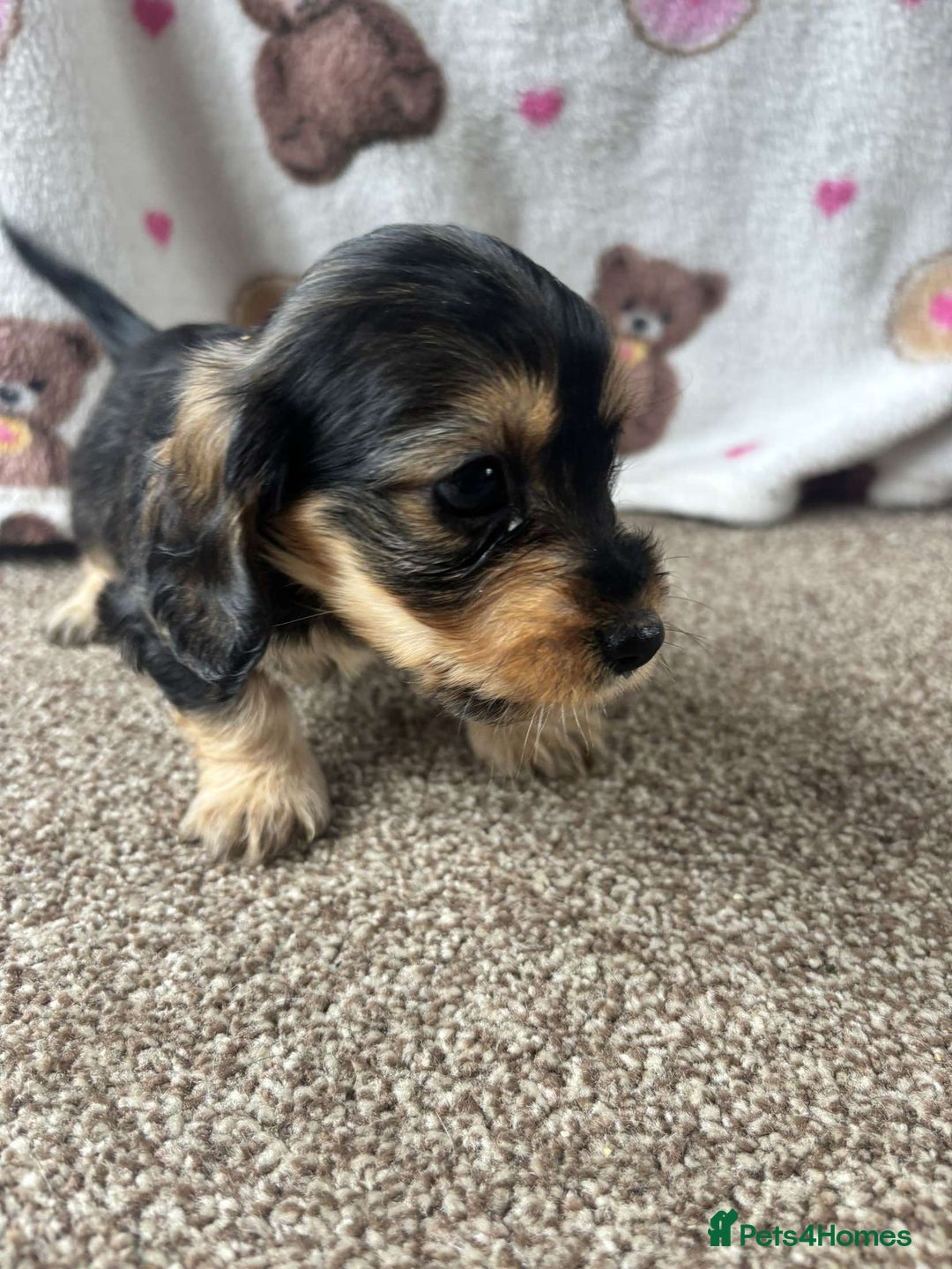 Dachshund dogs for sale: 🐾 Beautiful wired haired Dachshund Puppies - Image 12