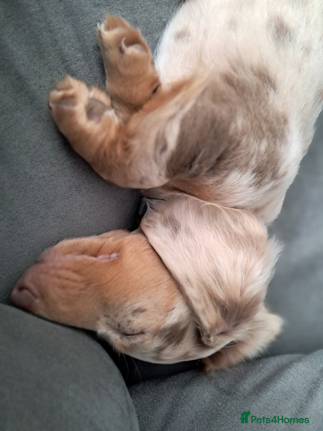 Dachshund dogs for sale: Miniature daschund boy  - Advert 6