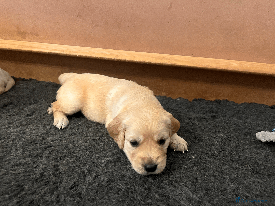 Golden Retriever dogs for sale: Beautiful pedigree Golden Retriever puppies  - Image 7