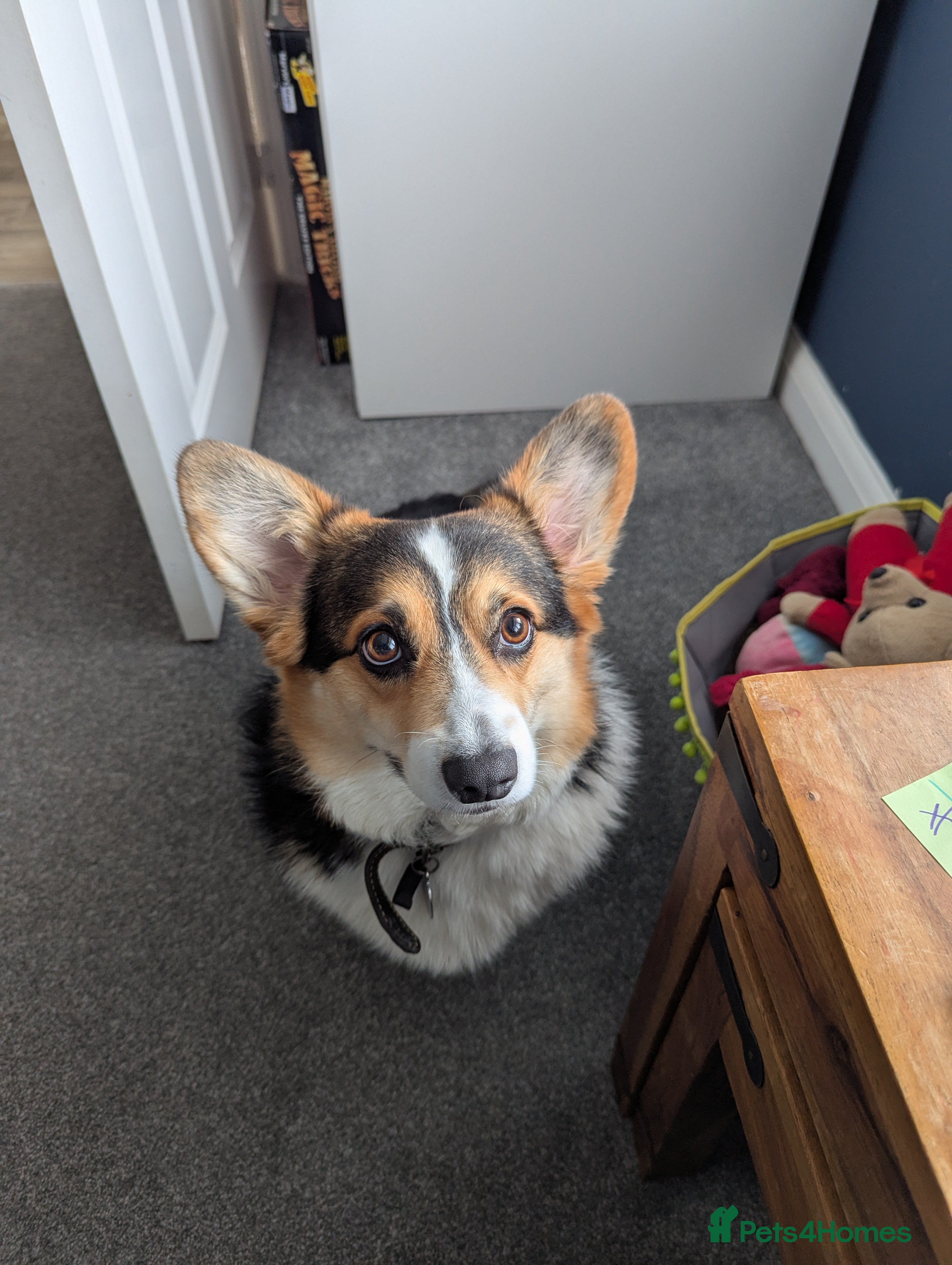 Welsh Corgi Pembroke dogs Female Welsh Pembrokeshire Corgi (3yrs) - Advert 1