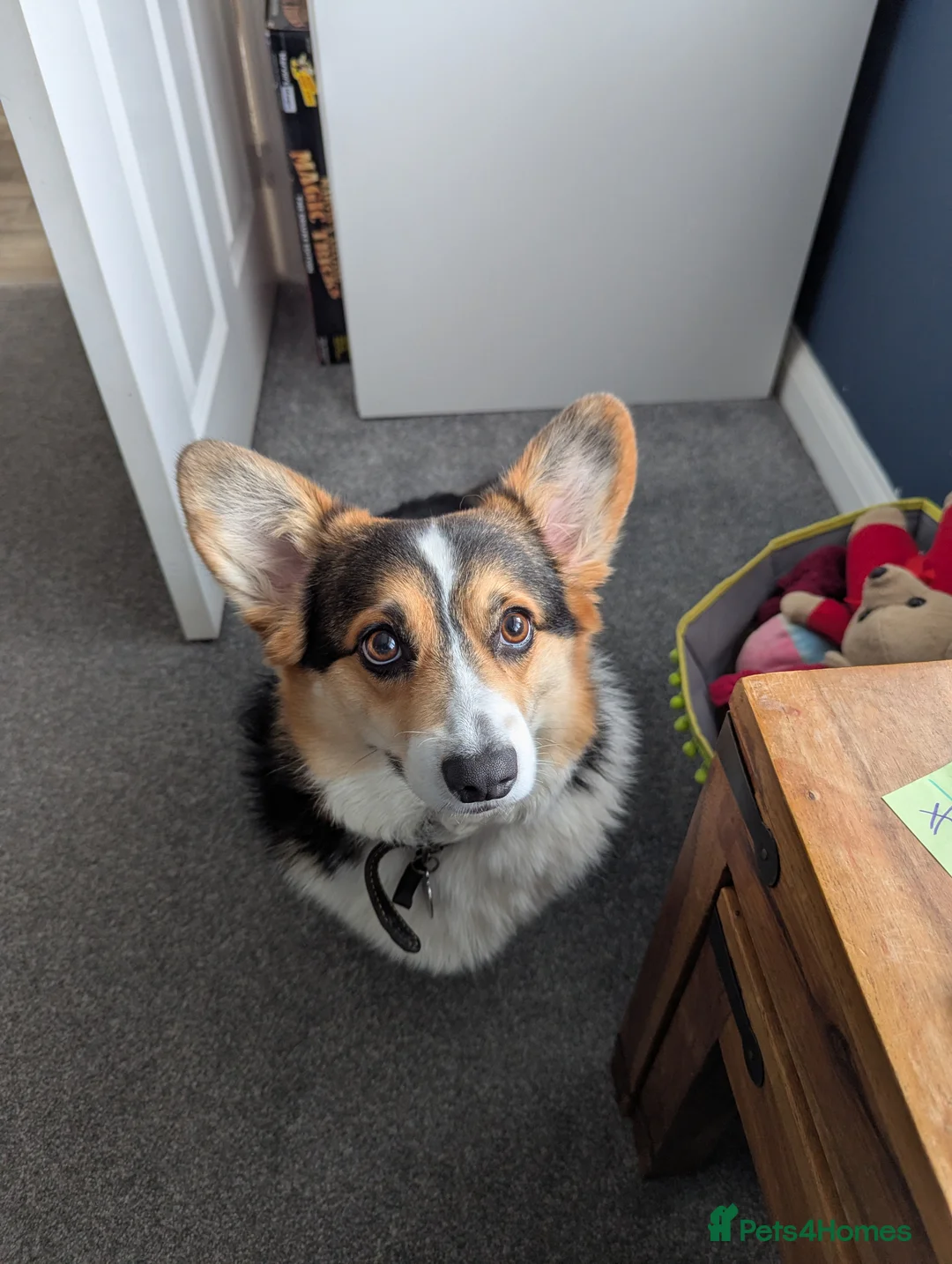 Welsh Corgi Pembroke dogs for sale: Female Welsh Pembrokeshire Corgi (3yrs) - Advert 1
