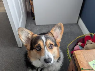 Welsh Corgi Pembroke dogs Female Welsh Pembrokeshire Corgi (3yrs) - Advert 1