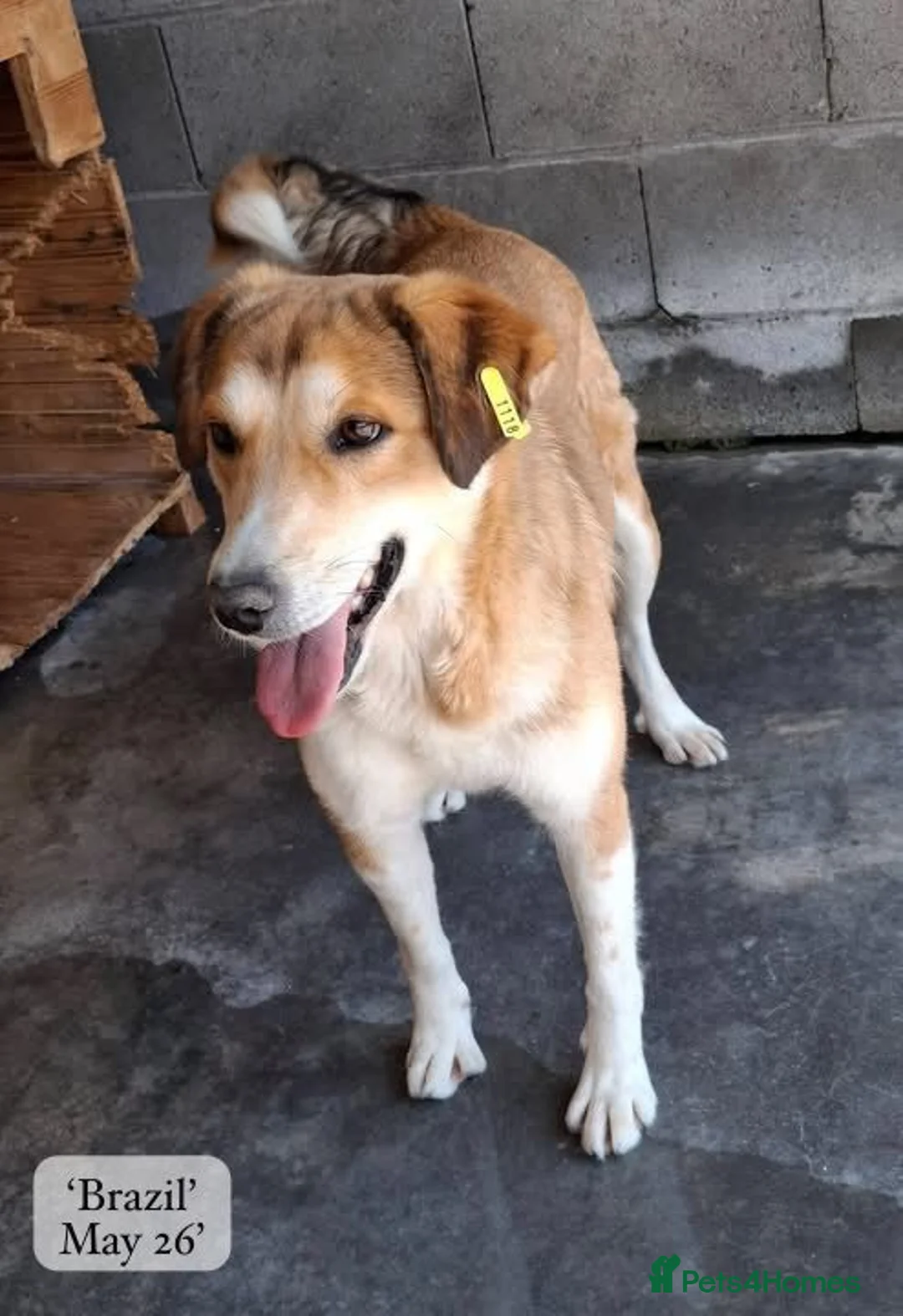 Mixed Breed dogs for adoption: Brazil, 5-6 yrs old. Available for adoption. in Brixham - Advert 1