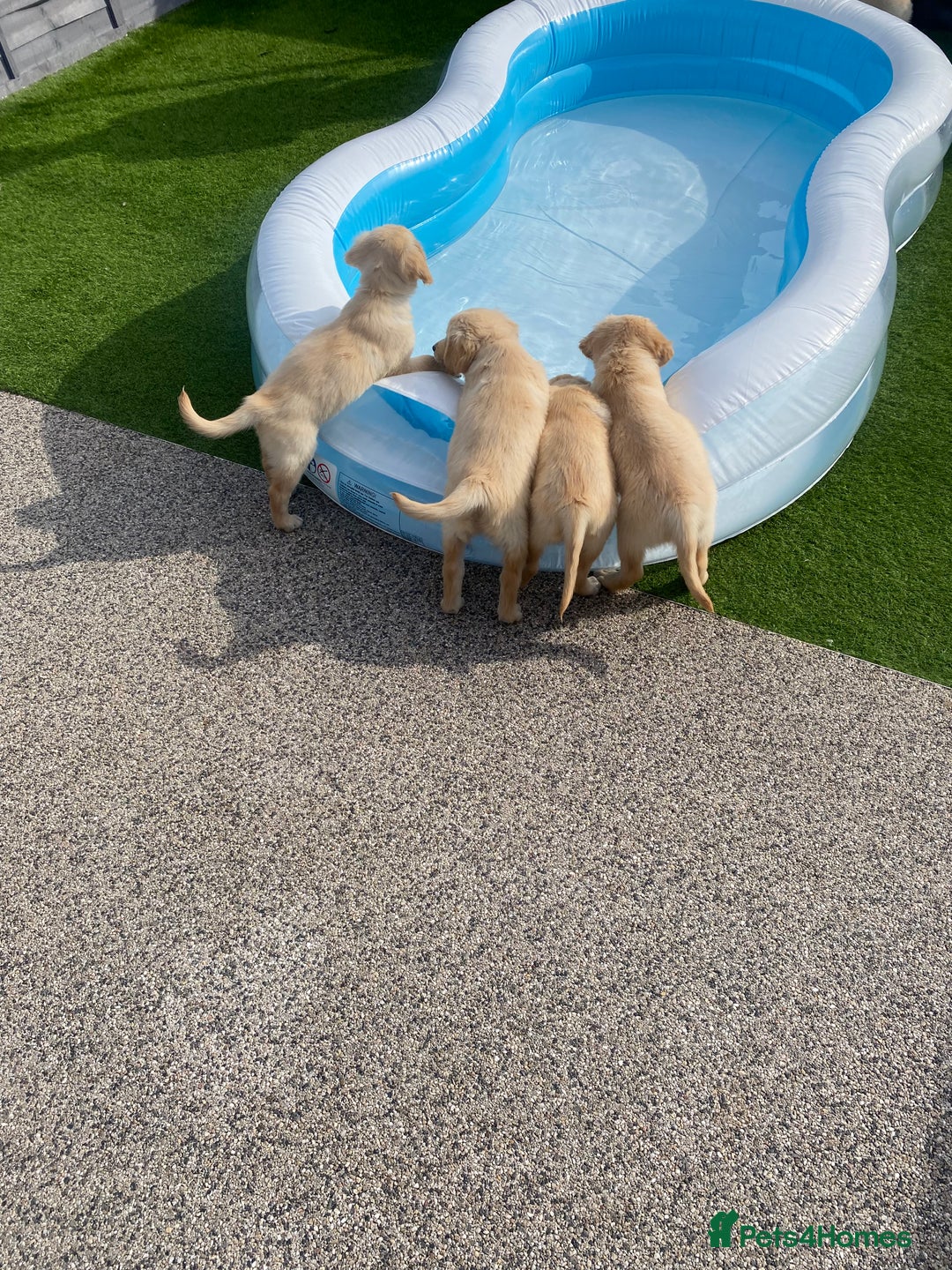 Golden Retriever dogs for sale: Beautiful KC reg Fluffy Golden Retriever Puppies - Image 25