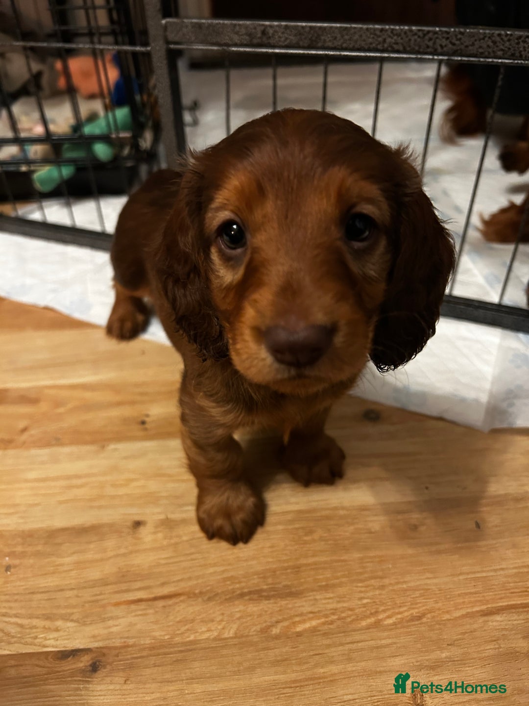 Dachshund dogs for sale: KC Registered Standard Long Hair Dachshund Puppies - Advert 6
