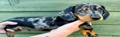 Miniature Dachshund 6