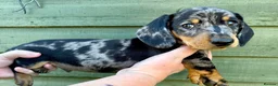 Miniature Dachshund dogs for sale: Beautiful Miniature Puppies Ready Now  - Advert 7