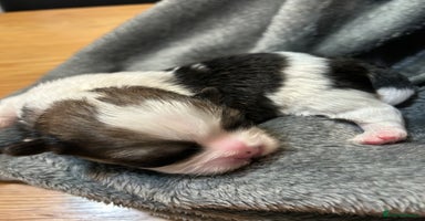 Mixed Breed dogs - Advert 4