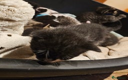 Mixed Breed cats for sale: 4 male kittens remaining, ready 25th October - Image 19
