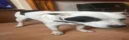 Mixed Breed dogs for adoption: Holistic retirement home needed for elderly dog - Advert 1