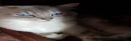 Ragdoll cats for sale: Gccf ragdoll kitten blue tabby lynx - Advert 2