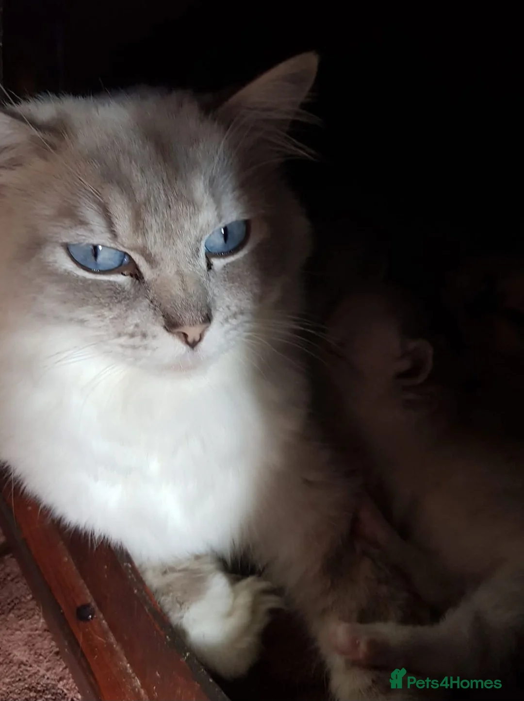 Ragdoll cats for sale: Gccf ragdoll kitten blue tabby lynx - Advert 2