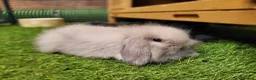 Mini Lion Lop rabbits for sale: Stunning Mini Lion Lops - READY SATURDAY - Advert 7