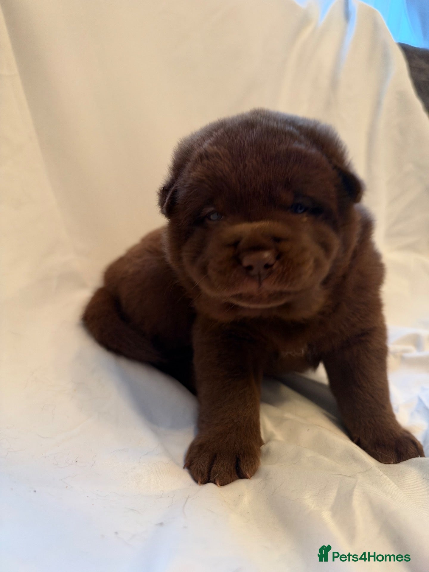 Chow Chow dogs Chowski puppies  - Advert 1