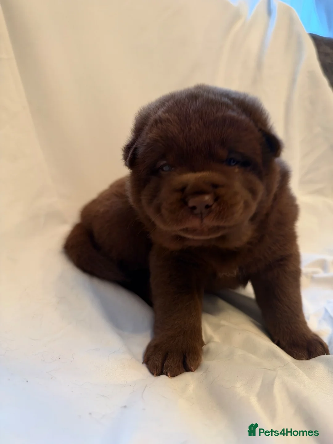 Chow Chow dogs for sale: Chowski puppies  - Advert 1