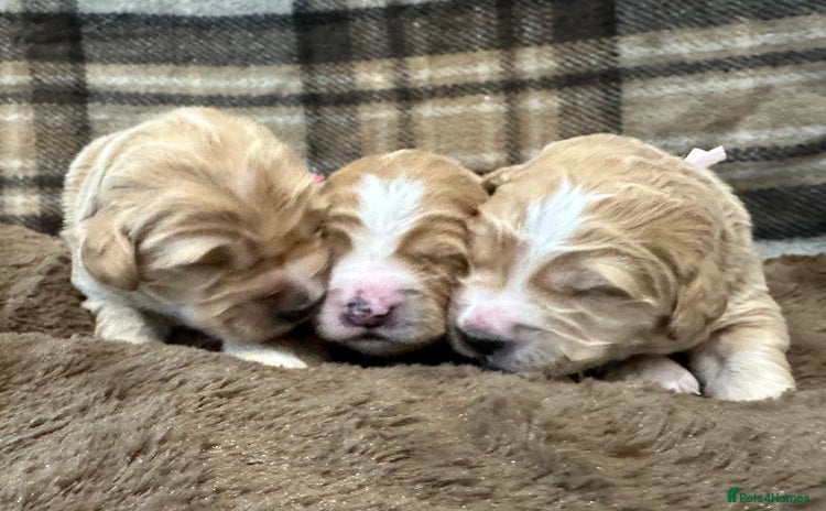 Double Doodle dogs - Advert 1