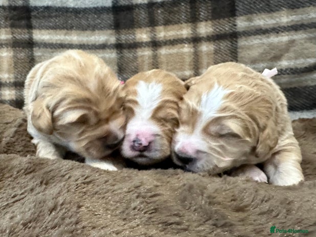 Double Doodle dogs - Advert 1