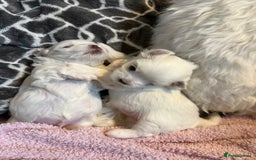 Maltese dogs for sale: Beautiful half Korean Kc reg Maltese  - Image 13