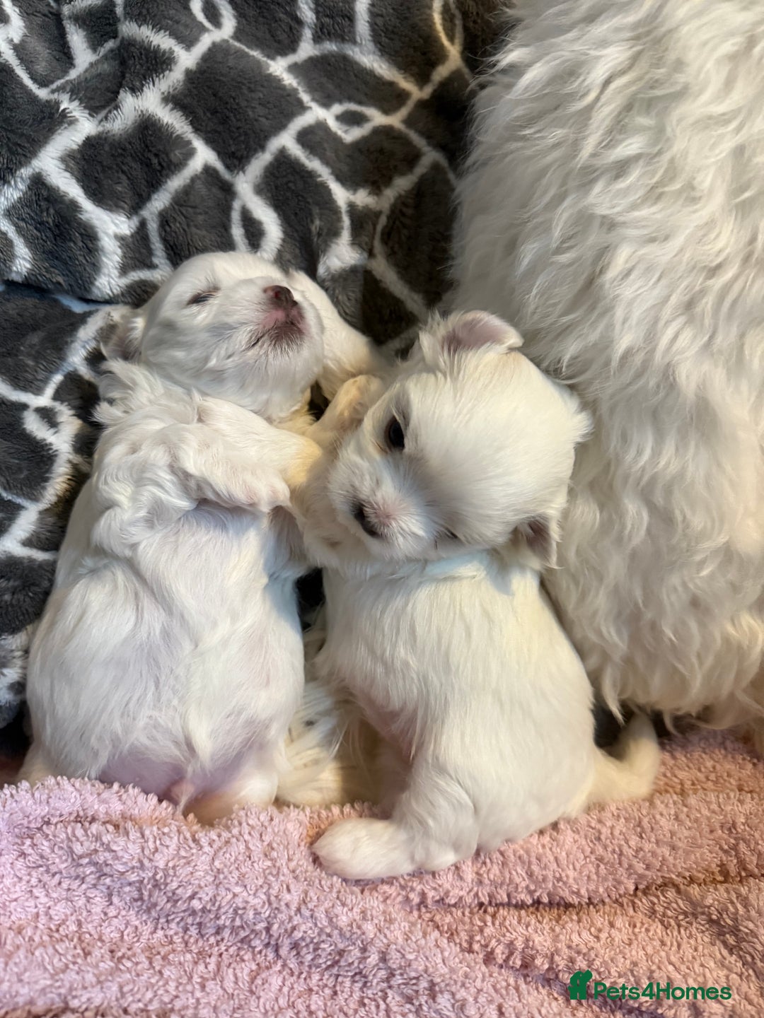 Maltese dogs for sale: Beautiful half Korean Kc reg Maltese  - Image 13