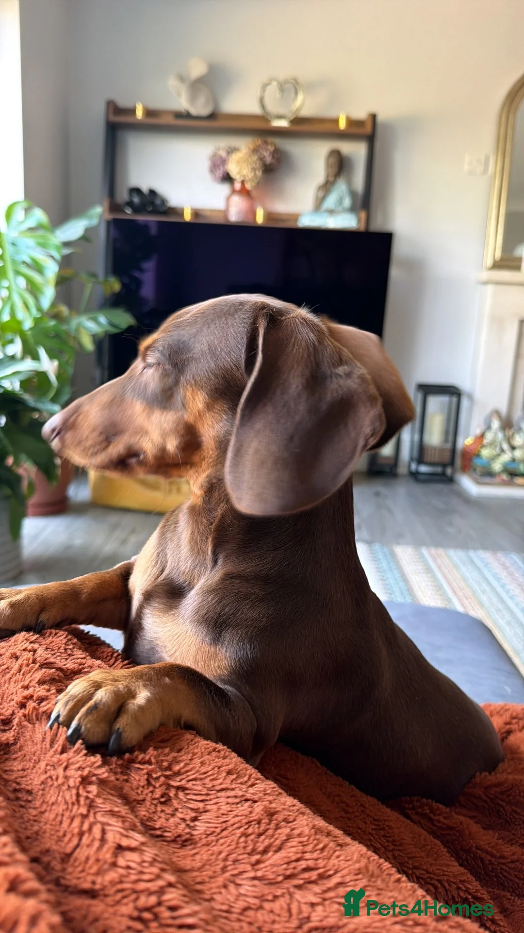 Dachshund dogs for sale: 4 Gorgeous Dachshund puppies for sale in Northwood - Advert 10