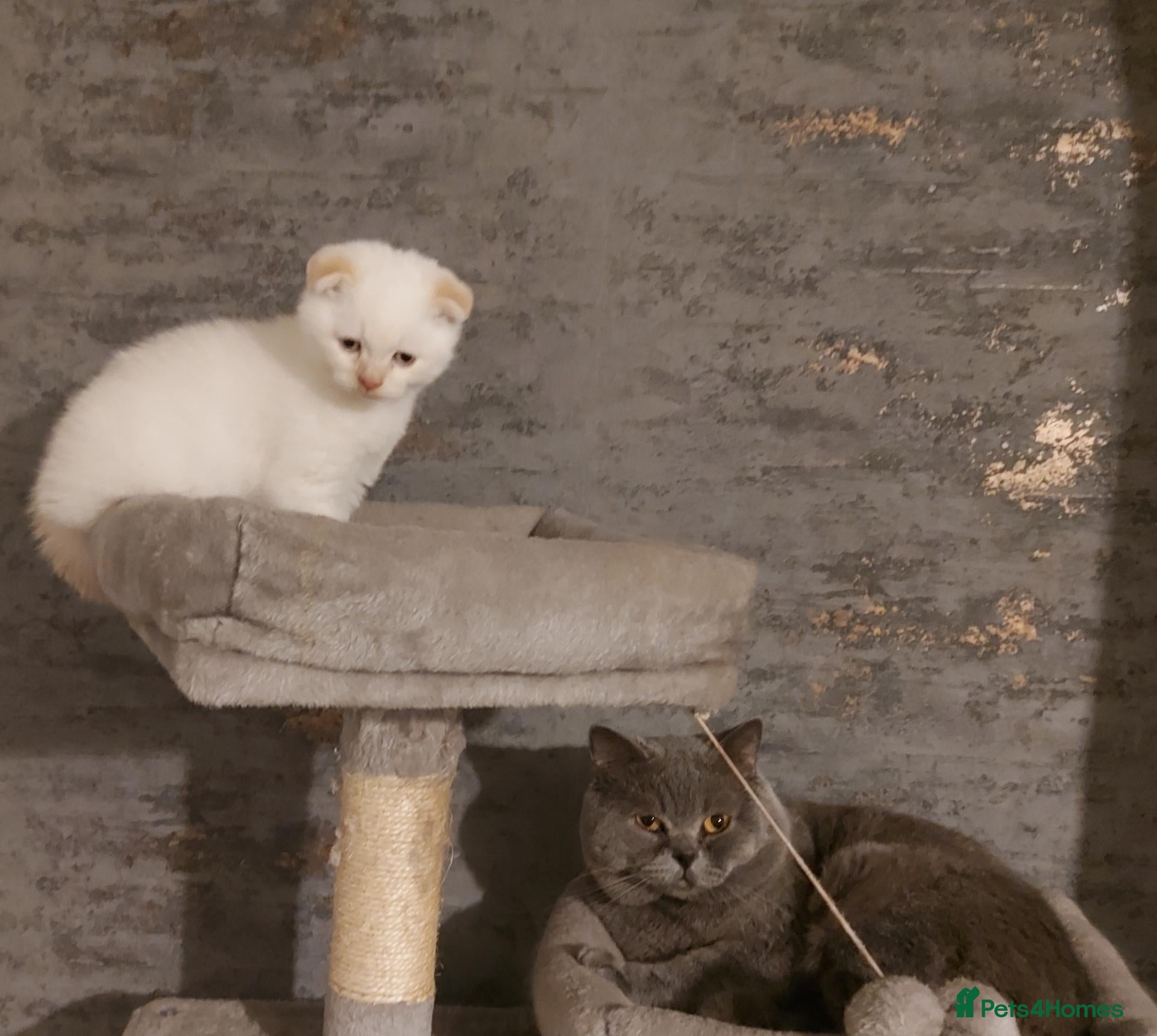 British Shorthair cats 1 beautiful blue eyes kitten left  ready Bradford  - Advert 15