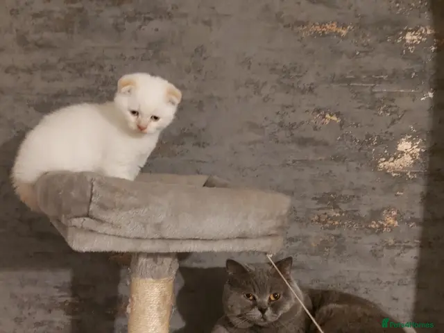 British Shorthair cats 1 beautiful blue eyes kitten left ready Bradford - Advert 20