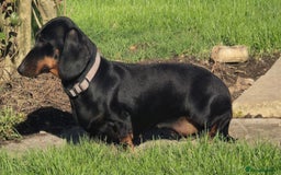 Miniature Dachshund dogs for sale: Miniature dachshund female - Image 27