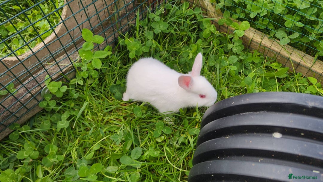 New Zealand rabbits for sale: 🐰 New Zealand White Rabbits – Friendly, Healthy🐰 - Image 4